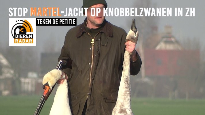 Stop martel jacht op zwanen teken de petitie