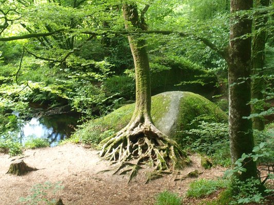 Arbre aux racines 3