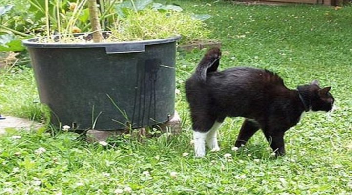 Cat spraying vertical