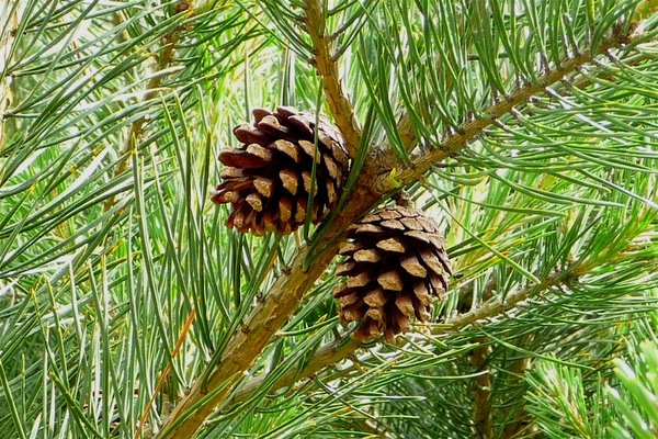 Grove den pinus sylvestris