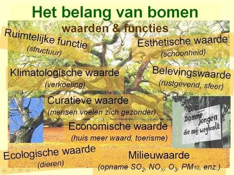 Belang van bomen