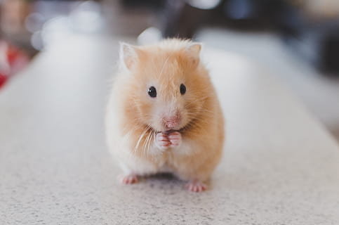 Hamster3