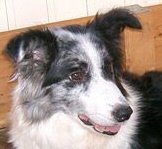 Casey   border collie 00