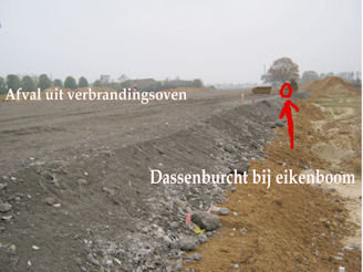 Dassenburcht bij eikenboom