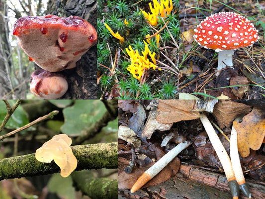 Paddestoelen ulvenhoutsebos