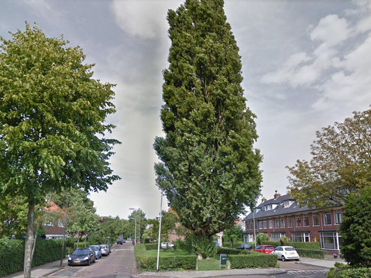 Populus nigra heemstede  2