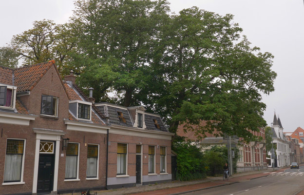 Zijlweg 340 bomen