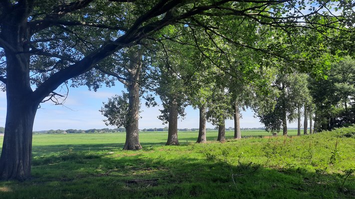 Bomen achterzijde