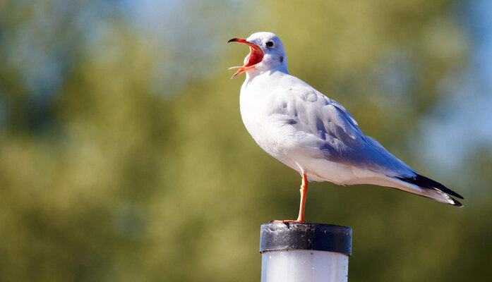 Broedpreventie roofvogels en honden verschil