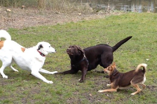 De blauwe bergen drie honden in speelhouding