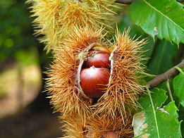 Frucht der edelkastanie