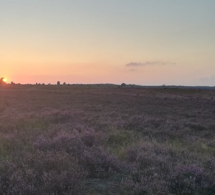 Ginkelse heide