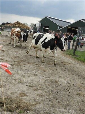 Koeien boer bax