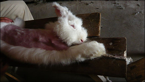 Angora3