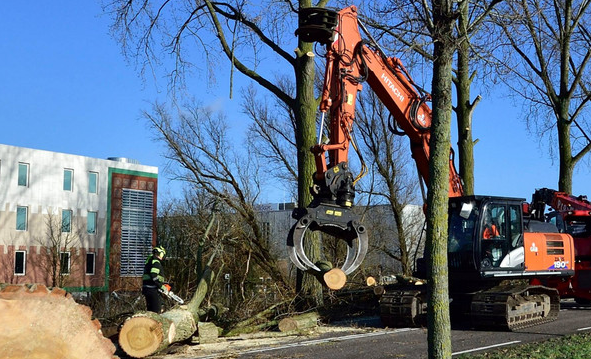 Bomenkap gekte gouda