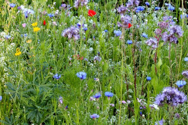 Bloemenmengsel bestuivers 1 768x512