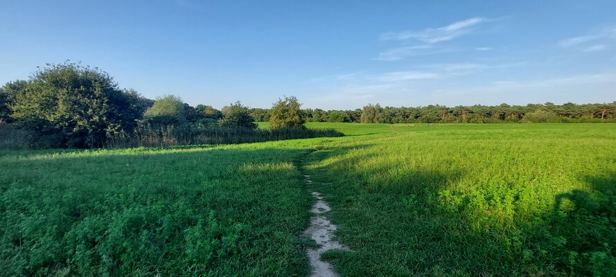 Veld sparrenburgbos