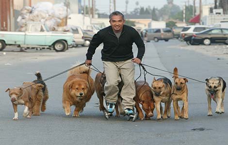 Cesarmillan dogpack