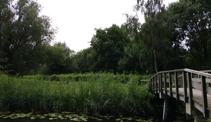 Foto naarden natuurgebiedje vogelasiel web