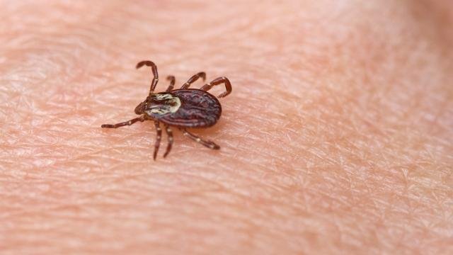 Ziekte van lyme niet altijd herkennen rode ring