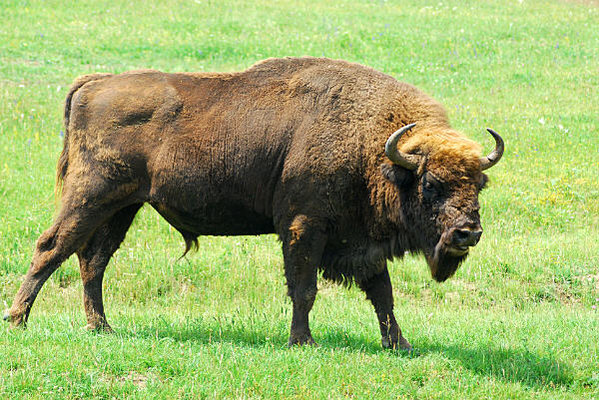 Wisent