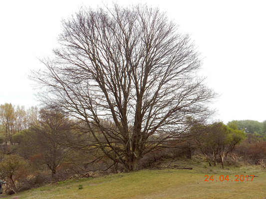 Te kappen boom waterleidingduinen