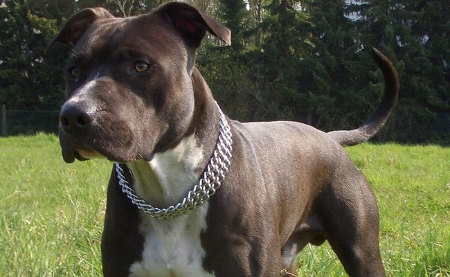 Amerikaanse staffordshire terrier wikipedia e1457260252769