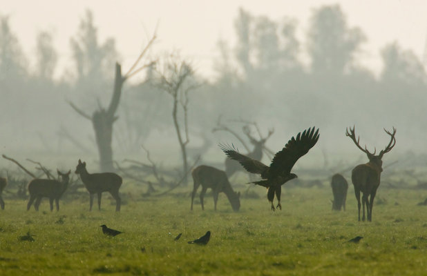 Oostvaardersplassen