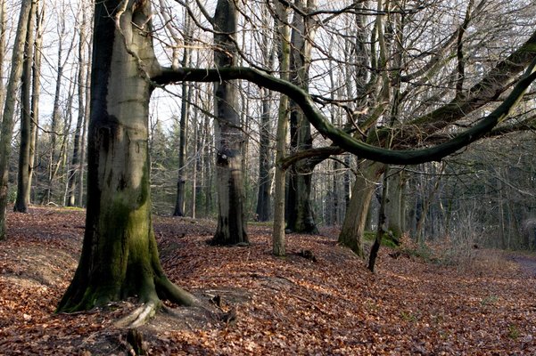 Lonnekerberg foto petities.nl