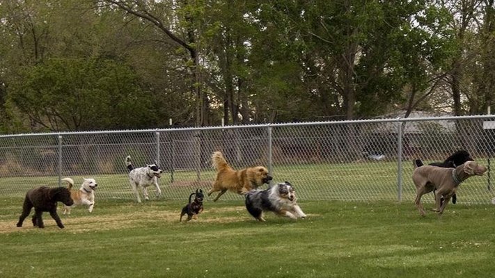 Spelende honden foto archief rtv drenthe